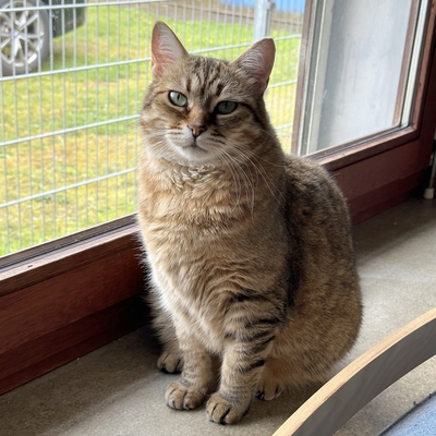Schmusekatze Marcella hofft auf Post, EKH - Katze