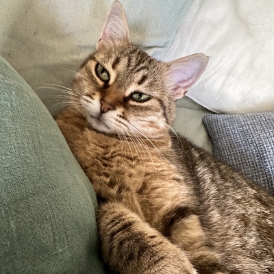 Schmusekatze Marcella hofft auf Post, EKH - Katze
