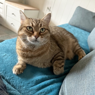 Schmusekatze Marcella hofft auf Post, EKH - Katze