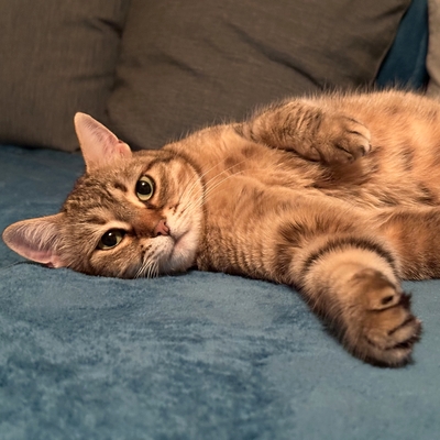 Schmusekatze Marcella hofft auf Post, EKH - Katze