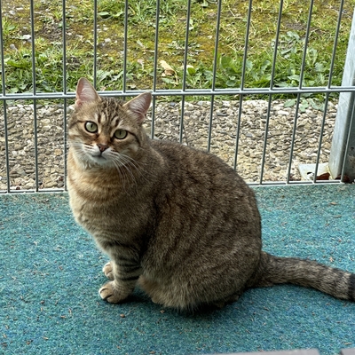 Schmusekatze Marcella hofft auf Post, EKH - Katze