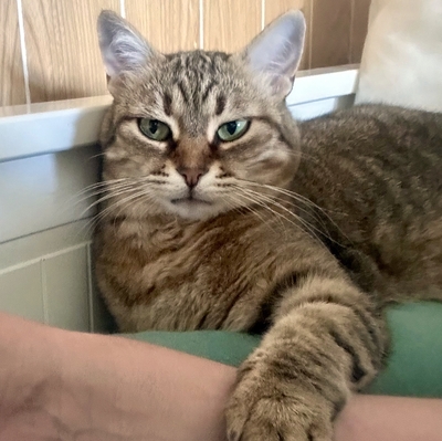 Schmusekatze Marcella hofft auf Post, EKH - Katze