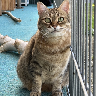 Schmusekatze Marcella hofft auf Post, EKH - Katze