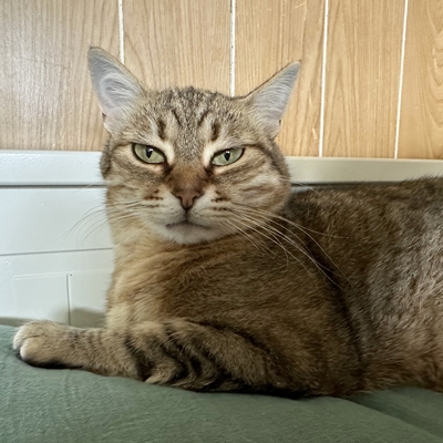 Schmusekatze Marcella hofft auf Post, EKH - Katze