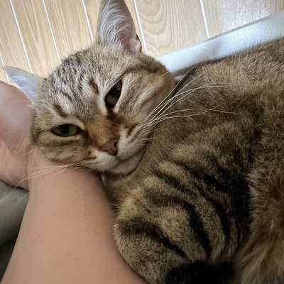 Schmusekatze Marcella hofft auf Post, EKH - Katze