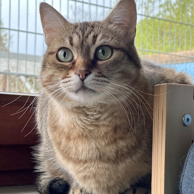 Schmusekatze Marcella hofft auf Post, EKH - Katze