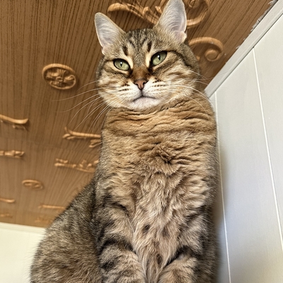 Schmusekatze Marcella wartet auf Post von Dir, EKH - Katze