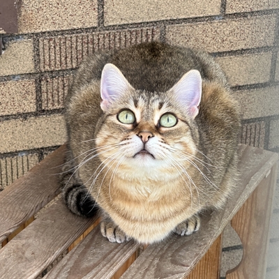 Schmusekatze Marcella wartet auf Post von Dir, EKH - Katze