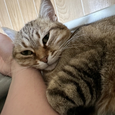 Schmusekatze Marcella wartet auf Post von Dir, EKH - Katze