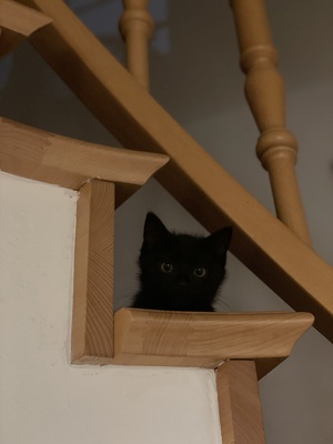 Schmusekatze „Schnurli“ sucht Zuhause für immer!, Europäisches Kurzhaar Jungtier - Katze 5