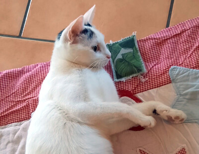 Schneewittchen, Eur. Kurzhaar - Katze