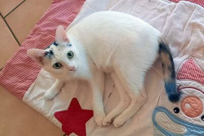 Schneewittchen, Eur. Kurzhaar - Katze