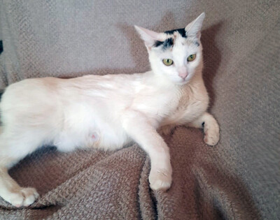 Schneewittchen, Eur. Kurzhaar - Katze