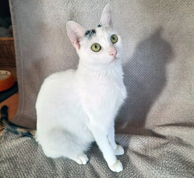 Schneewittchen, Eur. Kurzhaar - Katze