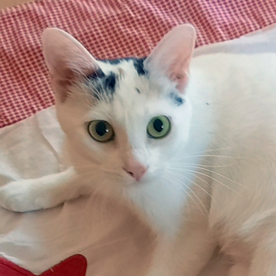 Schneewittchen, Eur. Kurzhaar - Katze