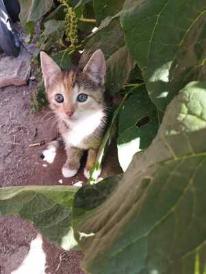 Schnurri, Minnimaus und Schabernackl, Hauskatze Jungtier - Katze