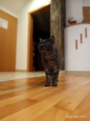 Schnurrli, BKH - Kater