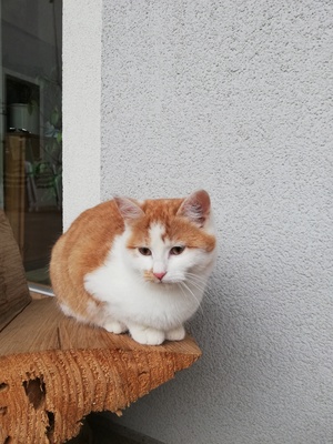 Schnurrli, Hauskatze - Katze