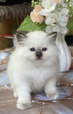 Schoki, Birma / Heilige Birma Jungtier - Katze