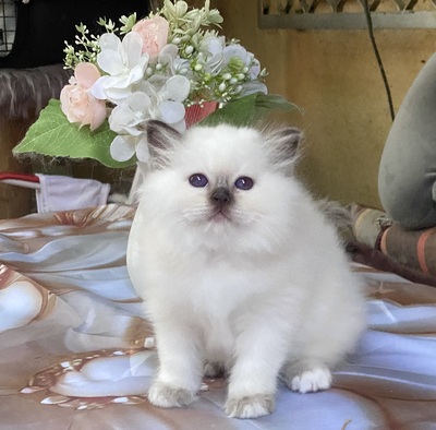 Schoki, Birma / Heilige Birma Jungtier - Katze