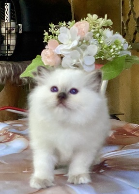 Schoki, Birma / Heilige Birma Jungtier - Katze