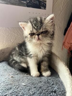 Schurik, Perser Exotic short hair Jungtier - Kater