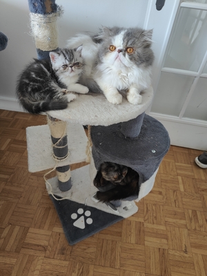 Schurik, Perser Exotic short hair Jungtier - Kater