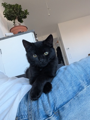Schwarze Katze Jungtier - Kater