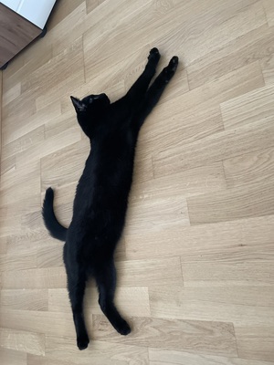 Schwarze Katze - Kater