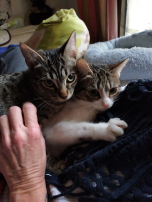 Schwesterherzen Issy und Kikki (ALM) - Katze