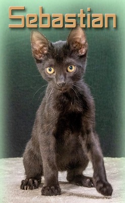Sebastian - schwarzes Samtpfötchen, Mix Jungtier - Kater