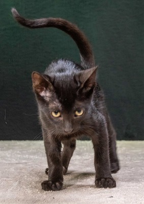 Sebastian - schwarzes Samtpfötchen, Mix Jungtier - Kater