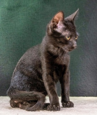 Sebastian - schwarzes Samtpfötchen, Mix Jungtier - Kater