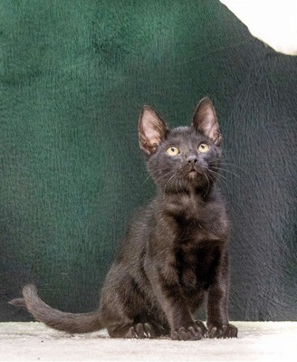 Sebastian - schwarzes Samtpfötchen, Mix Jungtier - Kater