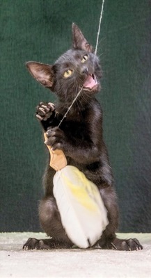 Sebastian - schwarzes Samtpfötchen, Mix Jungtier - Kater