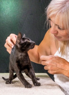 Sebastian - schwarzes Samtpfötchen, Mix Jungtier - Kater