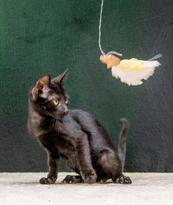Sebastian - schwarzes Samtpfötchen, Mix Jungtier - Kater