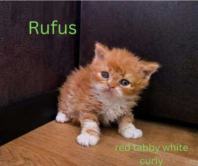 Selkirk Rex Jungtier - Kater