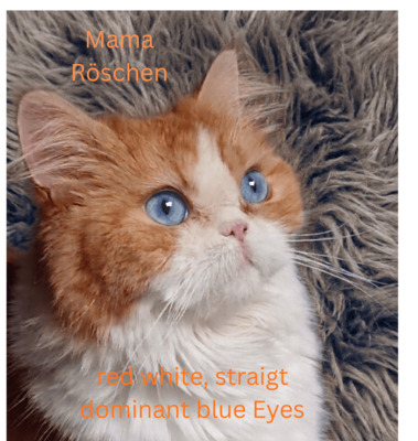 Selkirk Rex Jungtier - Kater