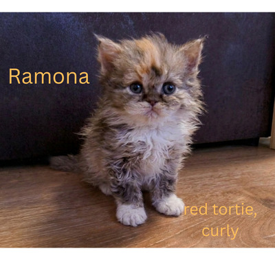 Selkirk Rex Jungtier - Kater