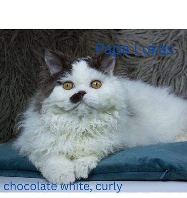 Selkirk Rex Jungtier - Kater