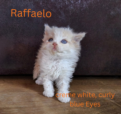 Selkirk Rex Jungtier - Kater