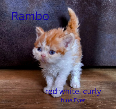 Selkirk Rex Jungtier - Kater
