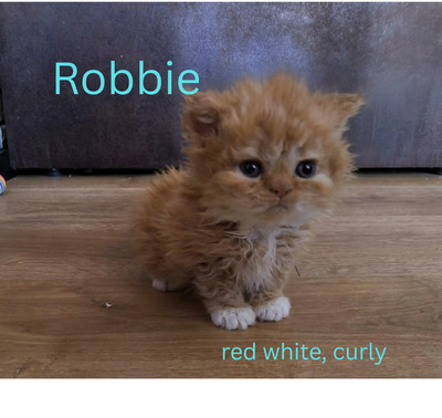 Selkirk Rex Jungtier - Kater