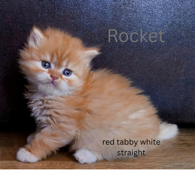 Selkirk Rex Jungtier - Kater