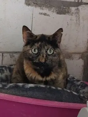 Semena, Europäisch Kurzhaar - Katze