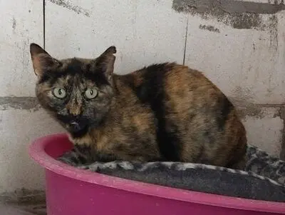 Semena, Europäisch Kurzhaar - Katze