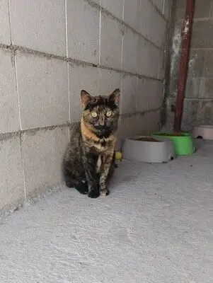 Semena, Europäisch Kurzhaar - Katze