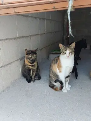Semena, Europäisch Kurzhaar - Katze