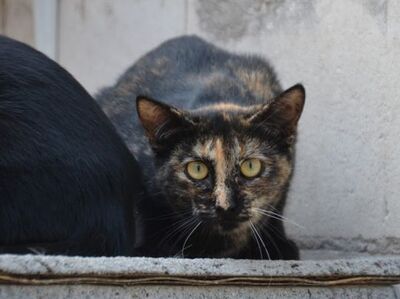 Senda, Europäisch Kurzhaar - Katze